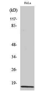 Fig. Western Blot analysis of various cells using Amylin Polyclonal Antibody diluted at 1:1000.