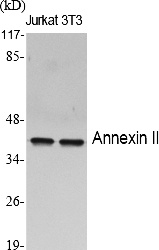 Fig.1. Western Blot analysis of various cells using Annexin II Polyclonal Antibody diluted at 1:2000.
