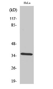 Fig.2. Western Blot analysis of HeLa cells using Annexin II Polyclonal Antibody diluted at 1:2000.