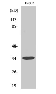 Fig.2. Western Blot analysis of HepG2 cells using Annexin III Polyclonal Antibody diluted at 1:2000.