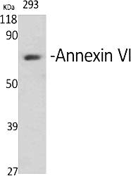 Fig.1. Western Blot analysis of various cells using Annexin VI Polyclonal Antibody diluted at 1:2000.