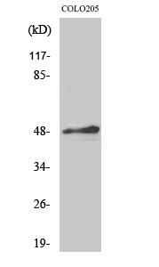 Fig. Western Blot analysis of various cells using AP-2α/β Polyclonal Antibody.