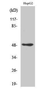 Fig. Western Blot analysis of various cells using AP-2γ Polyclonal Antibody.