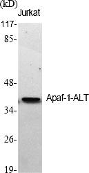Fig.1. Western Blot analysis of various cells using Apaf-1-ALT Polyclonal Antibody diluted at 1:500.