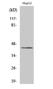 Fig. Western Blot analysis of various cells using APBA2BP Polyclonal Antibody.