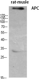 Fig.1. Western Blot analysis of various cells using APC Polyclonal Antibody diluted at 1:500.
