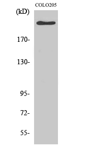 Fig.2. Western Blot analysis of COLO205 cells using APC Polyclonal Antibody diluted at 1:500.