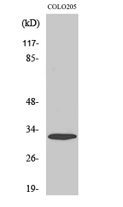 Fig. Western Blot analysis of various cells using APHC Polyclonal Antibody.