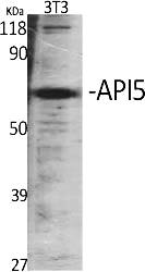 Fig.1. Western Blot analysis of various cells using API5 Polyclonal Antibody diluted at 1:1000.