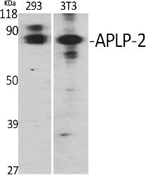 Fig.1. Western Blot analysis of various cells using APLP-2 Polyclonal Antibody diluted at 1:2000.
