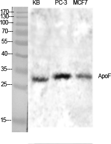 Fig.1. Western Blot analysis of various cells using ApoF Polyclonal Antibody diluted at 1:1000.