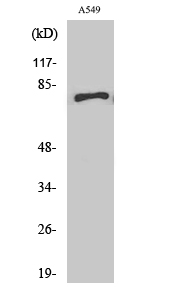 Fig. Western Blot analysis of various cells using APPL1 Polyclonal Antibody.