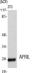 Fig.1. Western Blot analysis of various cells using APRIL Polyclonal Antibody diluted at 1:2000.