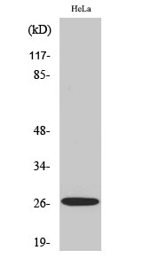 Fig.2. Western Blot analysis of COLO205 cells using APRIL Polyclonal Antibody diluted at 1:2000.