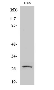 Fig. Western Blot analysis of various cells using AQP0 Polyclonal Antibody.