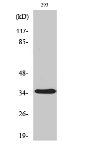 Fig. Western Blot analysis of various cells using AQP4 Polyclonal Antibody.