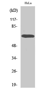 Fig. Western Blot analysis of various cells using A-Raf Polyclonal Antibody.