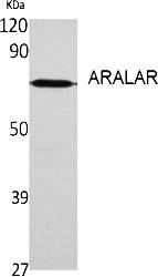 Fig.1. Western Blot analysis of various cells using ARALAR Polyclonal Antibody diluted at 1:1000.