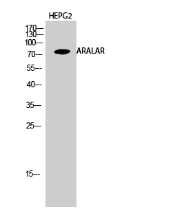 Fig.2. Western Blot analysis of HEPG2 cells using ARALAR Polyclonal Antibody diluted at 1:1000.