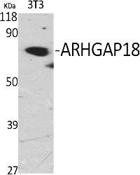 Fig.1. Western Blot analysis of various cells using ARHGAP18 Polyclonal Antibody.