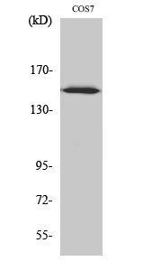 Fig. Western Blot analysis of various cells using ARHGEF10 Polyclonal Antibody.