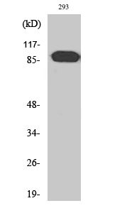 Fig. Western Blot analysis of various cells using ARHGEF19 Polyclonal Antibody.
