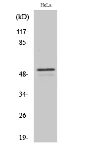 Fig. Western Blot analysis of various cells using ARMC6 Polyclonal Antibody.