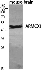 Fig.1. Western Blot analysis of various cells using ARMCX1 Polyclonal Antibody diluted at 1:1000.