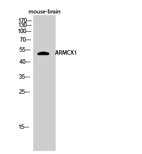 Fig.2. Western Blot analysis of mouse-brain cells using ARMCX1 Polyclonal Antibody diluted at 1:1000.