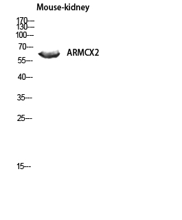 Fig.2. Western blot analysis of Mouse-kidney lysis using ARMCX2 antibody. Antibody was diluted at 1:1000.