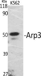 Fig.1. Western Blot analysis of various cells using Arp3 Polyclonal Antibody.