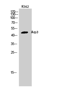 Fig.2. Western Blot analysis of K562 cells using Arp3 Polyclonal Antibody.