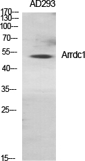 Fig.1. Western Blot analysis of various cells using Arrdc1 Polyclonal Antibody diluted at 1:1000.