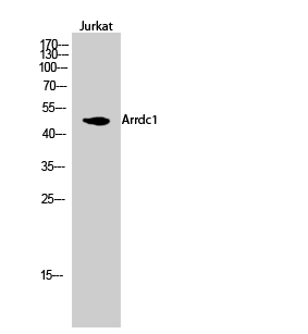 Fig.2. Western Blot analysis of Jurkat cells using Arrdc1 Polyclonal Antibody diluted at 1:1000.