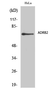 Fig.1. Western Blot analysis of various cells using AR-β2 Polyclonal Antibody diluted at 1:2000.