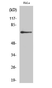 Fig.2. Western Blot analysis of HeLa cells using AR-β2 Polyclonal Antibody diluted at 1:2000.