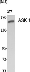 Fig.1. Western Blot analysis of various cells using ASK 1 Polyclonal Antibody diluted at 1:1000.