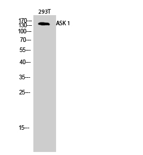 Fig.2. Western Blot analysis of 293T cells using ASK 1 Polyclonal Antibody diluted at 1:1000.