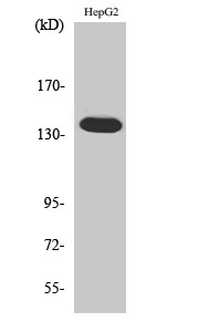 Fig.2. Western Blot analysis of 293 cells using Ataxin-2 Polyclonal Antibody diluted at 1:1000.