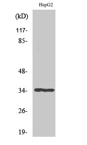 Fig.1. Western Blot analysis of various cells using ATF-1 Polyclonal Antibody diluted at 1:500.