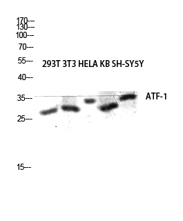 Fig.2. Western blot analysis of 293T 3T3 HELA KB SH-SY5Y lysis using ATF-1 antibody. Antibody was diluted at 1:500.