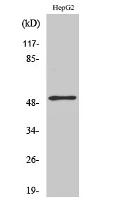 Fig. Western Blot analysis of various cells using ATF-2 Polyclonal Antibody.