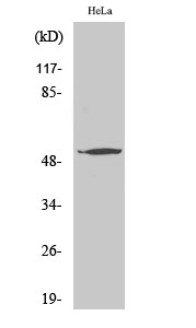Fig. Western Blot analysis of various cells using ATF-7 Polyclonal Antibody.
