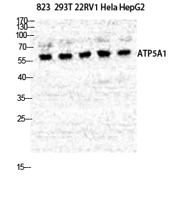 Fig.1. Western Blot analysis of various cells using ATP5A Polyclonal Antibody diluted at 1:500.