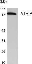 Fig.1. Western Blot analysis of various cells using ATRIP Polyclonal Antibody.