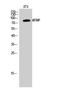 Fig.2. Western Blot analysis of 3T3 cells using ATRIP Polyclonal Antibody.