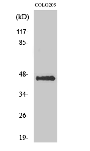 Fig. Western Blot analysis of various cells using AVP Receptor V3 Polyclonal Antibody.