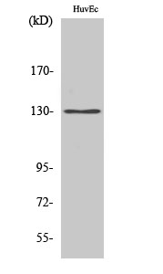 Fig. Western Blot analysis of various cells using AZI1 Polyclonal Antibody.
