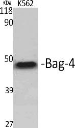 Fig.1. Western Blot analysis of various cells using Bag-4 Polyclonal Antibody.