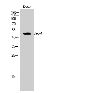 Fig.2. Western Blot analysis of K562 cells using Bag-4 Polyclonal Antibody.